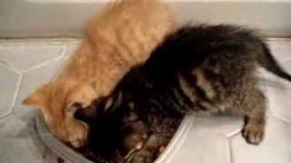 Kitten Food Fight!