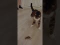 Слабонервным не смотреть Кот поймал мышь Кормилец вернулся кот мышелов Слабонервным не смотреть Кот поймал мышь Кормилец вернулся кот мышелов