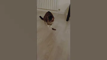 Слабонервным не смотреть ! Кот поймал мышь / Кормилец вернулся / кот мышелов