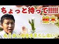 【果樹栽培】接木ちょっと待って！デメリット！接ぎ木をする前に一回は見て！【必見！】