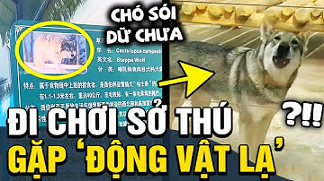 Được người yêu dẫn đi chơi SỞ THÚ, cô gái NGÃ NGỬA khi gặp toàn con vật LẠ MÀ QUEN | TÁM TV