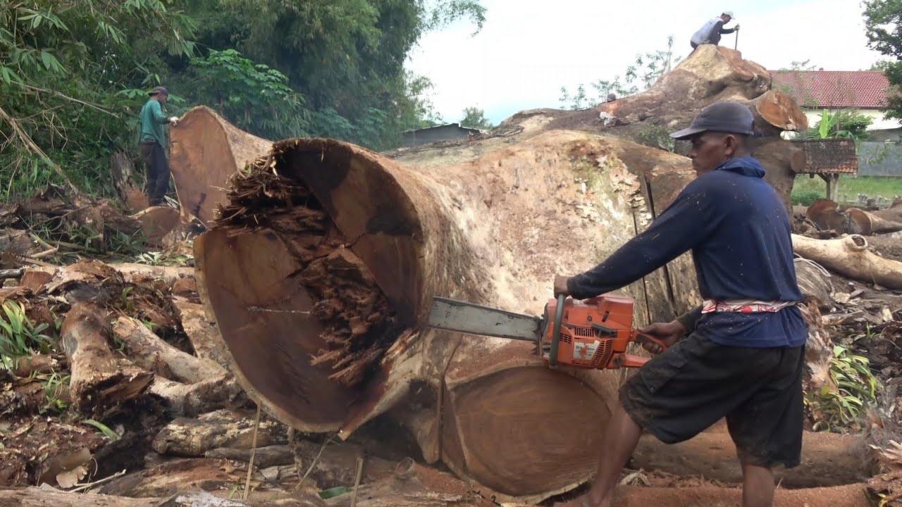 Wow‼️‼️sangat menegangkan proses pemotongan pohon Trembesi raksasa yang menjadi sayembara‼️‼️PART 6
