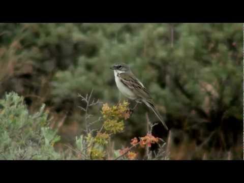 Sage Sparrow by Khanh Tran (ktbirding.com)