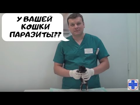 Как понять, что у вашей кошки паразиты