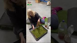 Top Dog Turf Creating A New Product To Deodorise Real Grass Dog Toilet