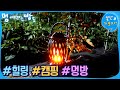[멍방] 일단가보자. 힐링. 캠핑. 휴식. 충전. 여행. 멍 때리는 방송
