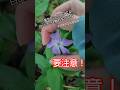 危険です!植える時は覚悟して! #plants #flowers #shorts