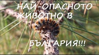 НАЙ-ОПАСНОТО ЖИВОТНО В БЪЛГАРИЯ!? #animals #poisonousinsects #животни #insects #caterpillar