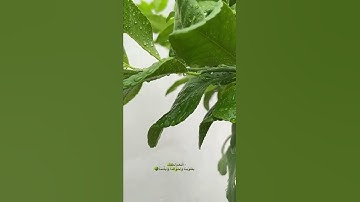 أرح سمعك 🥀القارئ: هزاع البلوشي 🍃حالات واتس آب
