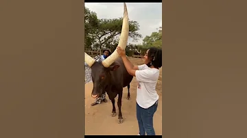 Big Long Horn Cow Cowvideos Cows Bull Viral Trending Jallikattu Jallikattukalai Shorts 