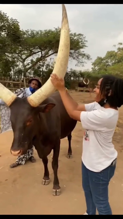 Big & long horn! #cow #cowvideos #cows #bull #viral #trending #jallikattu #jallikattukalai #shorts