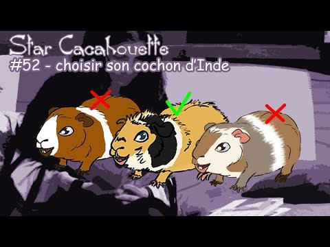 Vidéo: Comment Choisir Un Cochon D'inde