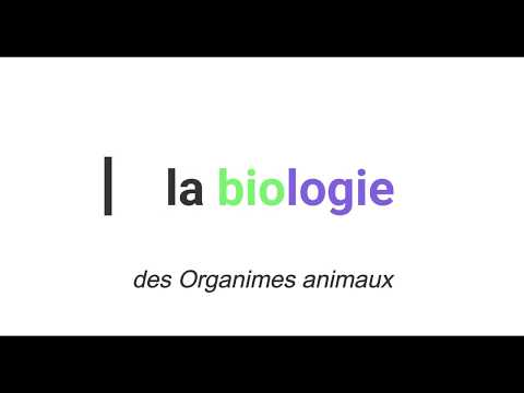 Vidéo: Les poissons ont-ils un tégument ?