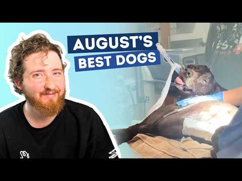 August’s Standout Dogs Mix Comedy, Rescue Stories and an Unlikely Friendship