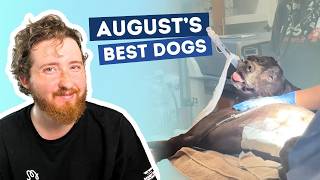 The Best Dogs of August