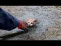 泥の中で溺れそうになっていた子猫。通りかかった男性は・・・