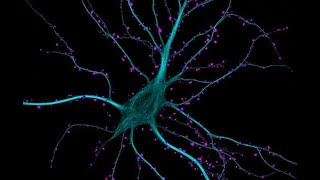 What is neuroscience?