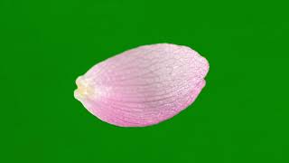 Realistic Falling Sakura Petals Green Screen screenshot 1