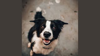 Carefree Moods for Couch Potato Doggy