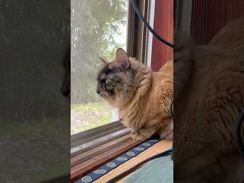 鳥のさえずりと漏れ出る野性【癒し体験版】 #QKFG #cat