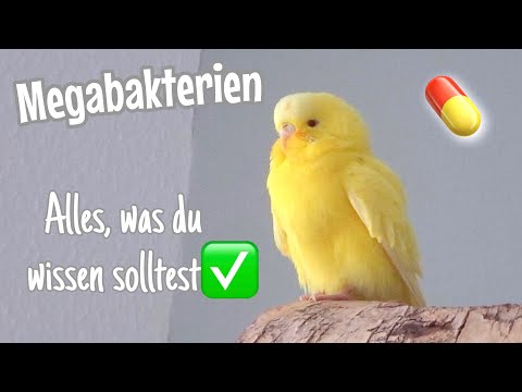 Video: Wenn Vögel sich saisonal bewegen, wie nennt man das?