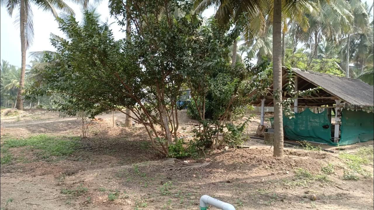 2 acre coconut farm land for sale in kinathukadavu acre 55 lacs