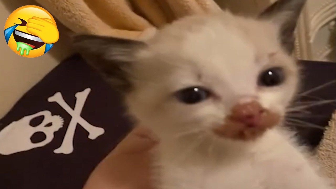 Try Not To Laugh - CUTE and FUNNY CATS - Daily Supply of Internet Cats EP13