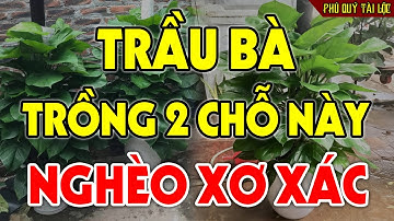 Chớ Dại Trồng Cây Trầu Bà Ở 2 Chỗ Này Kẻo CẢ GIA ĐÌNH LỤI BẠI, Đen Đủi Triền Miên Tiền Bạc Tiêu Tán