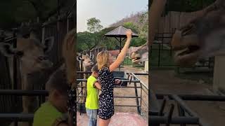 Ого Какой ДЛИННЫЙ язык у жирафов Кормим жирафов в Таиланде