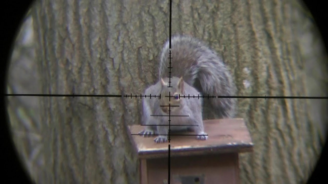 Pest Control with Air Rifles - Squirrel Shooting - Scope ...