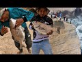 Pescadores Capturan Chitas y Lornas gigantes al filo de las peñas