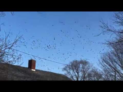 vlogs in spanish Geese are confused today Flying north 4°F