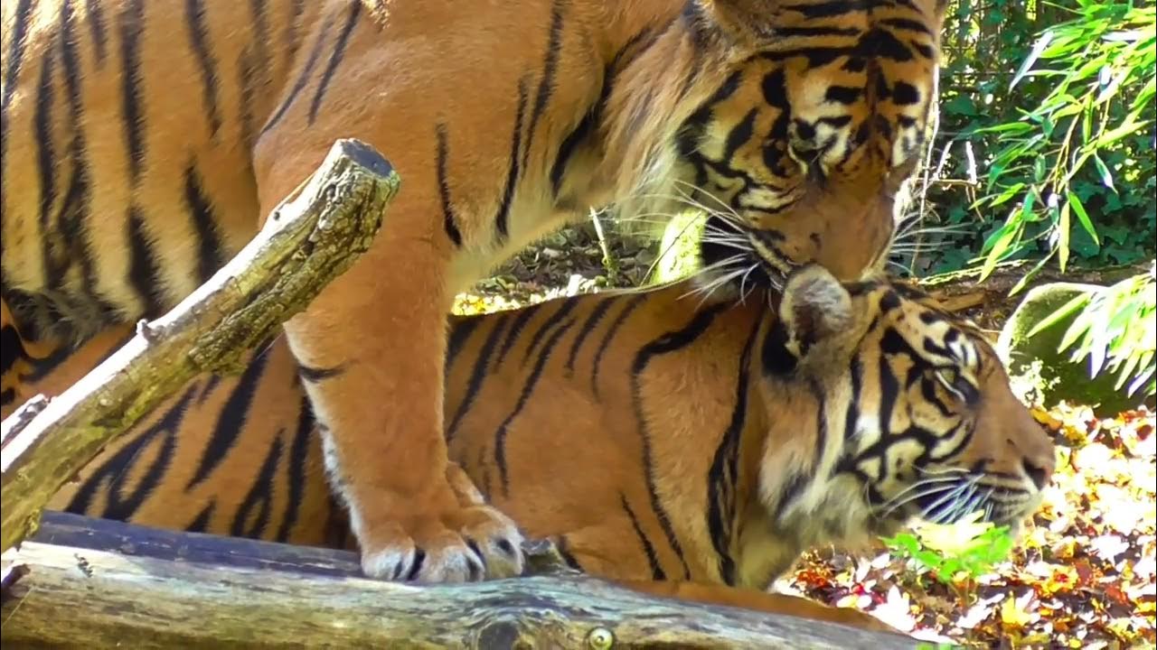 Tigers mating YouTube