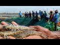 இறால் பண்ணை/2 டன் இறால் பிடிக்கும் காட்சி/shrimp farming/prawn culture/2 ton