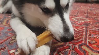 ASMR Crunchy Husky Treat Natural Yak Cheese 🧀 by HUNGRY HUSKY PACK 125 views 3 months ago 1 minute, 53 seconds