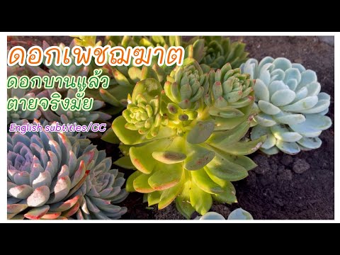 วีดีโอ: Monocarpic Succulent Information - อะไรคือ Monocarpic Succulents