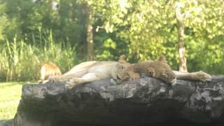 Celebrate World Lion Day at Edge of Africa | Busch Gardens Tampa Bay