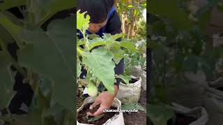 มูลไส้เดือนแท้ #มูลไส้เดือน #ปุ๋ยมูลไส้เดือน #shortvideo #shorts