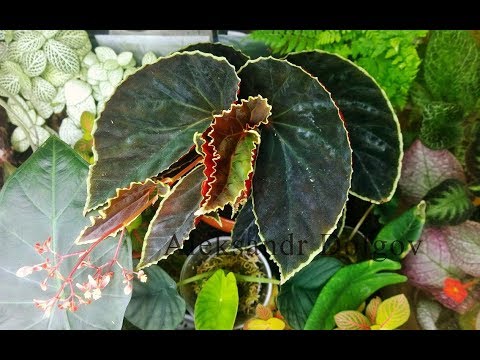 Video: Begonia Vård