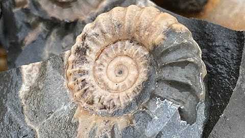 Looking for fossils along the Jurassic Coast- East of Lyme Regis.