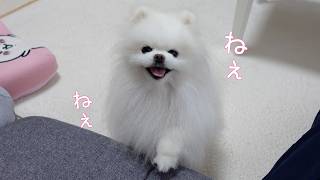 控え目なおねだりが可愛すぎるポメラニアン
