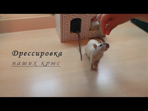 Дрессировка наших крысят./Training our rat pups.