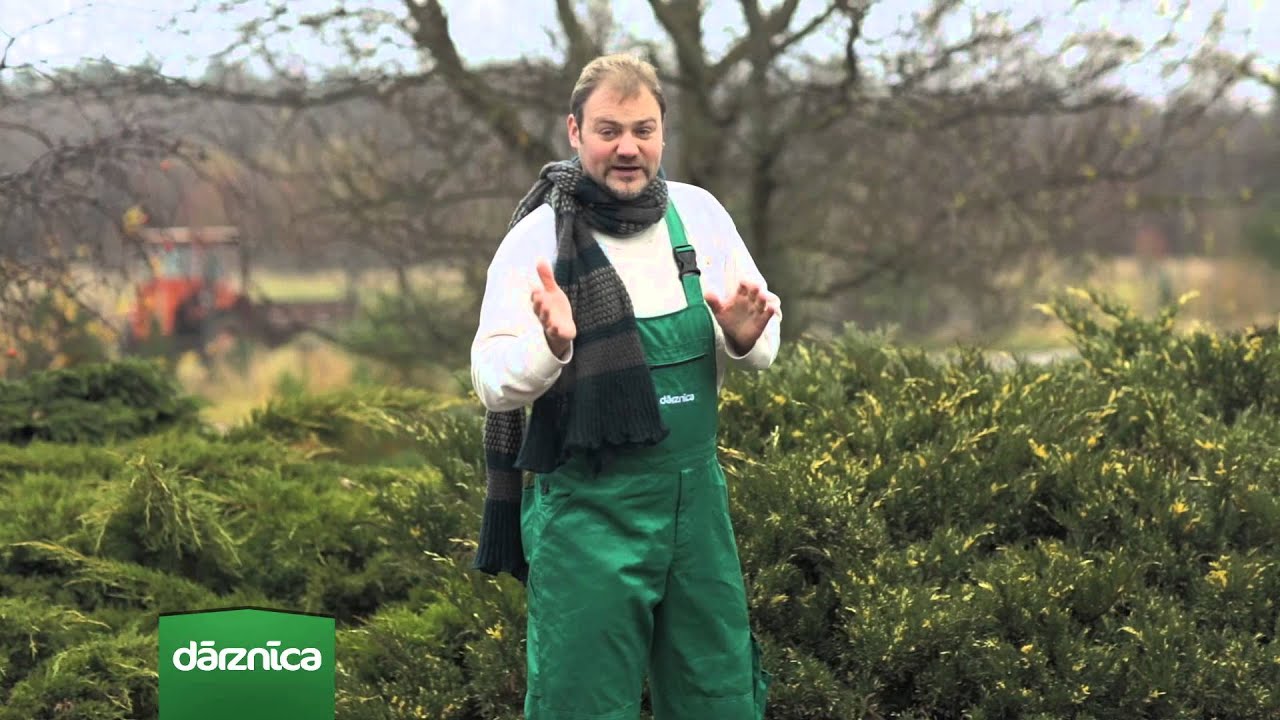 Novembra mēneša augs - kadiķis