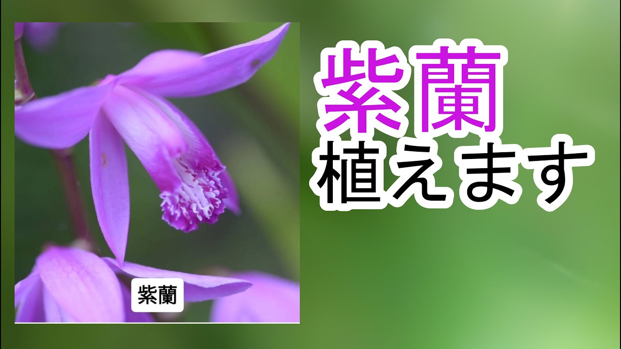 紫蘭 植えます - YouTube