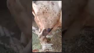 Beautiful Crossbred Cattle