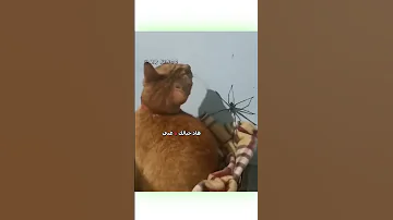 قطوس وسبيدرمان دبلجة مضحكة ضحك اكسبلور السعودية My Kingo كوميديا دوبلاج Funny Cat 