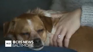 Baltimore County passes bill holding pet owners accountable