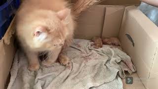Cherry giving birth to dead Kitten 😢😢😢😢 | Cute Persians by Persian Cat 152 views 8 months ago 6 minutes, 55 seconds