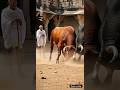 Gandhi Ji&#39;s Two Bulls Competing with Each Other #ai #bullsfight #shorts