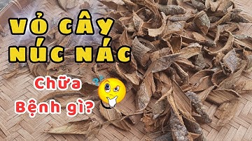 CÂY NÚC NÁC CHỮA BỆNH GÌ?